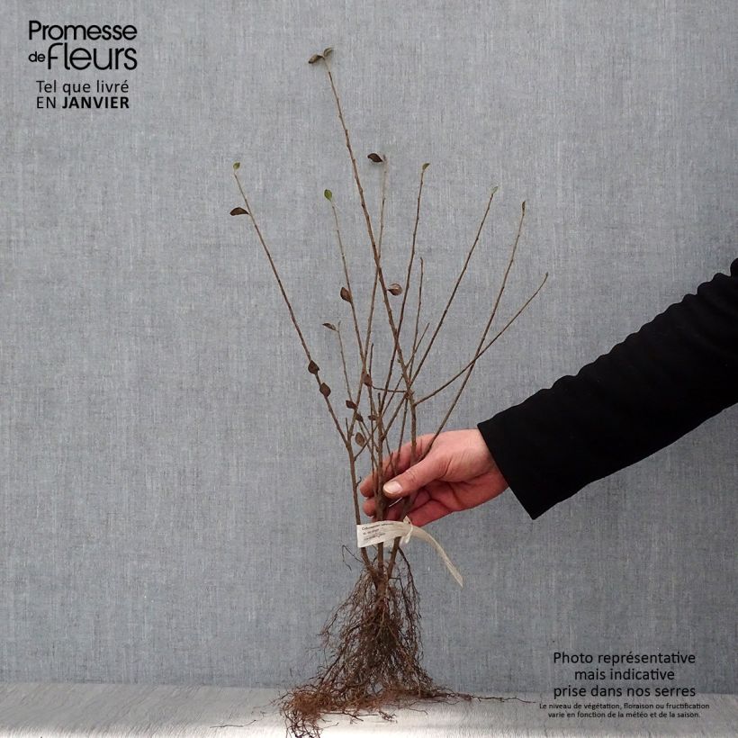 Cotoneaster simonsii Piante piccole a radice nuda esemplare consegnato in inverno