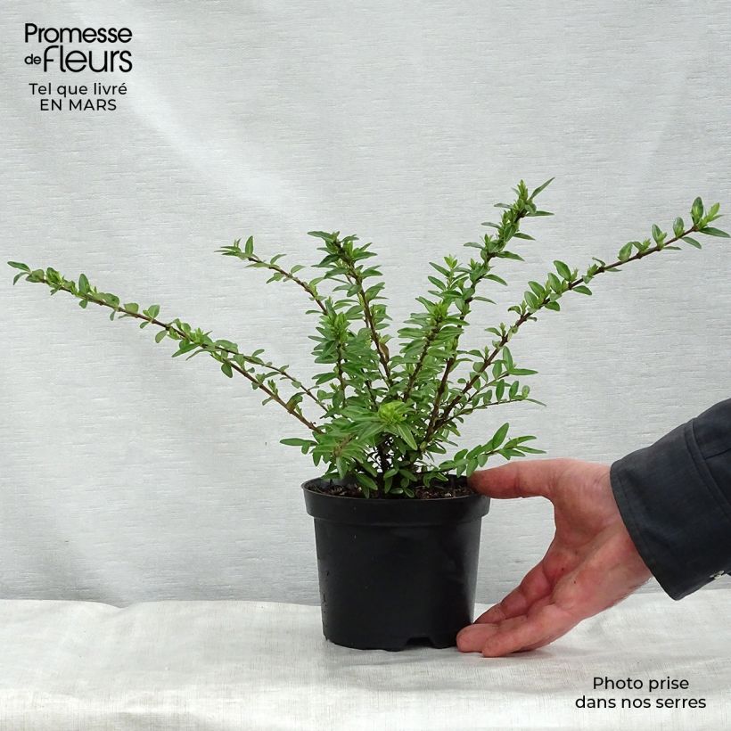Example of Cotoneaster suecicus Coral Beauty Vaso da 1L/1,5L as you get in printemps