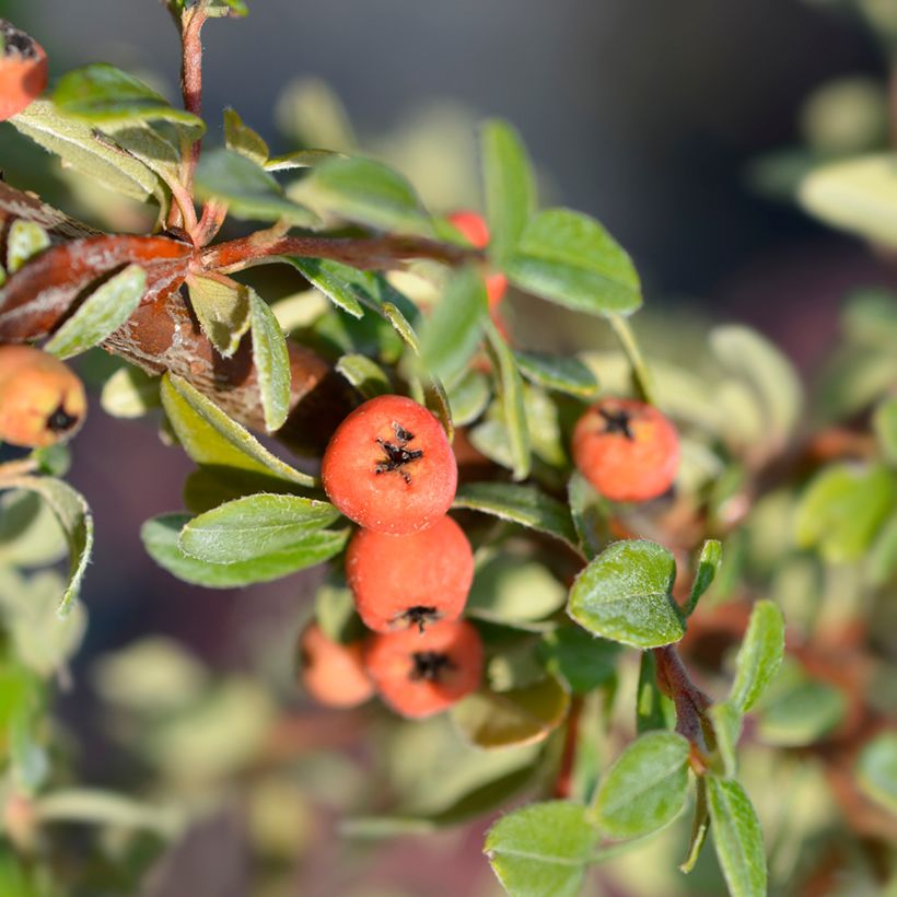 Cotoneaster suecicus Coral Beauty (Harvest)