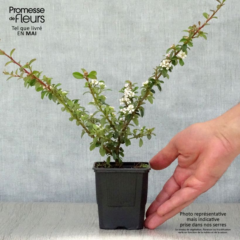 Example of Cotoneaster suecicus Coral Beauty Vasetto da 8/9 cm as you get in printemps