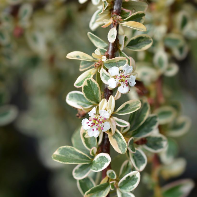 Cotoneaster suecicus Juliette (Fioritura)