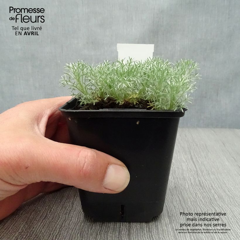 Example of Cotula hispida Vasetto da 8/9 cm as you get in printemps