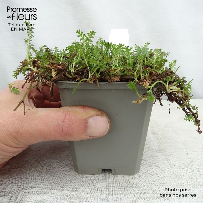 Leptinella squalida Vasetto da 8/9 cm esemplare consegnato in primavera