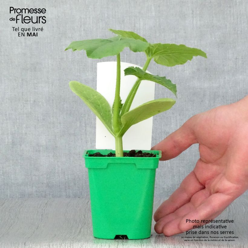 Zucca Betty Blue F1 Vaso da Ø 10 cm/11 cm esemplare consegnato in primavera