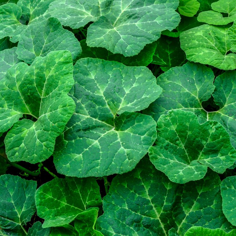 Cucurbita ficifolia - Zucca siamese (Fogliame)