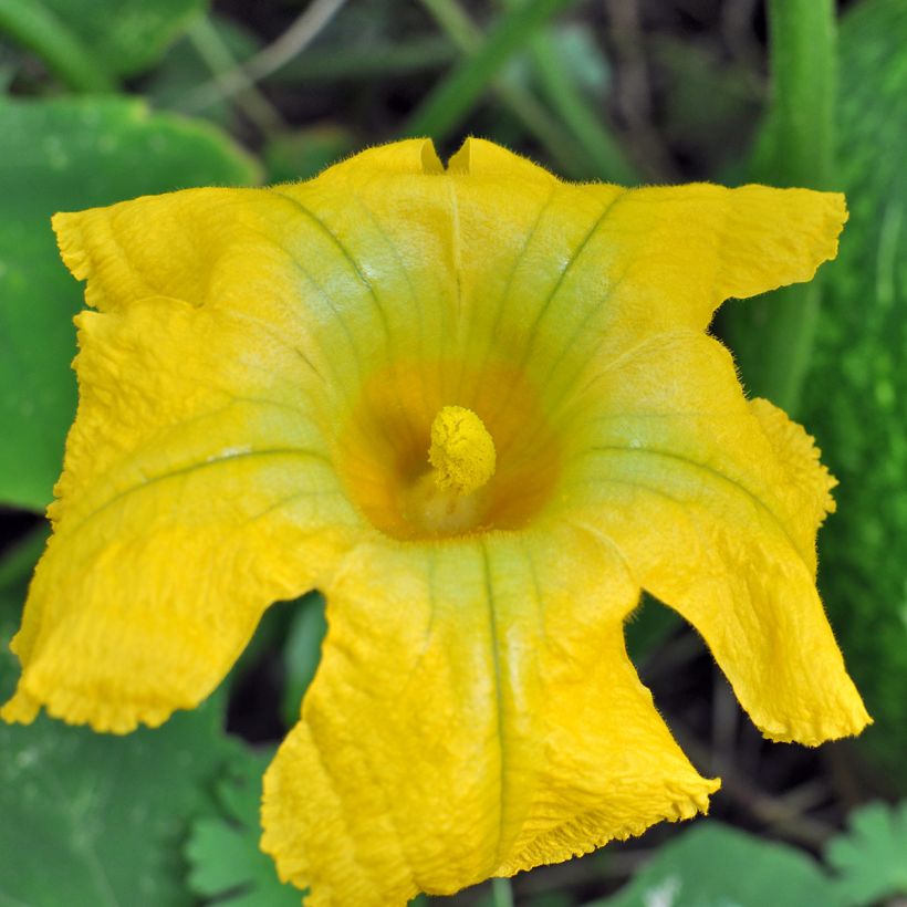 Cucurbita ficifolia - Zucca siamese (Fioritura)