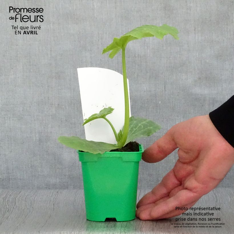 Example of Zucchino Astia F1 (piante) Vaso da Ø 10 cm/11 cm as you get in printemps