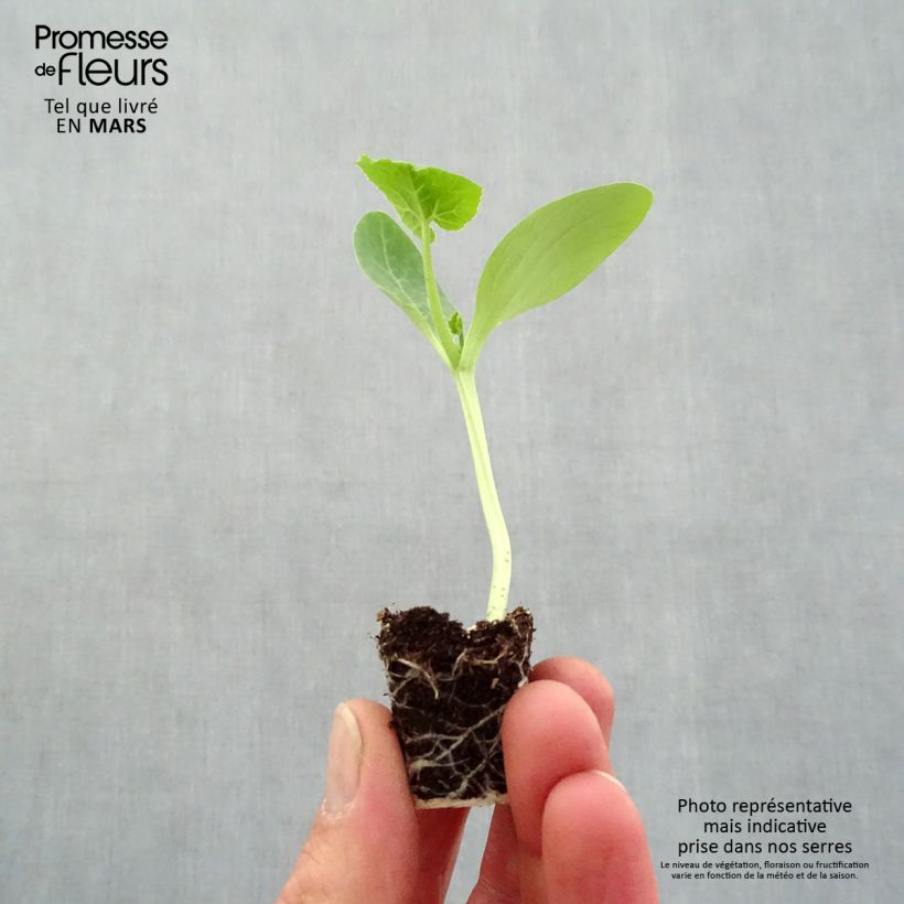 Zucchino Easy Pick Green F1 mini zolla... esemplare consegnato in primavera