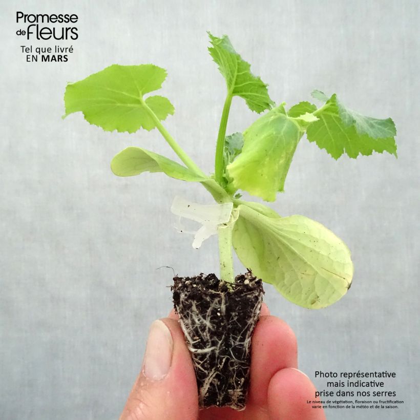 Example of Zucchino Kimber F1 mini zolla... as you get in printemps