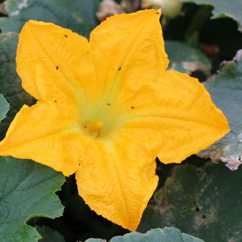 Zucchino ibrido Lingodor (Flowering)