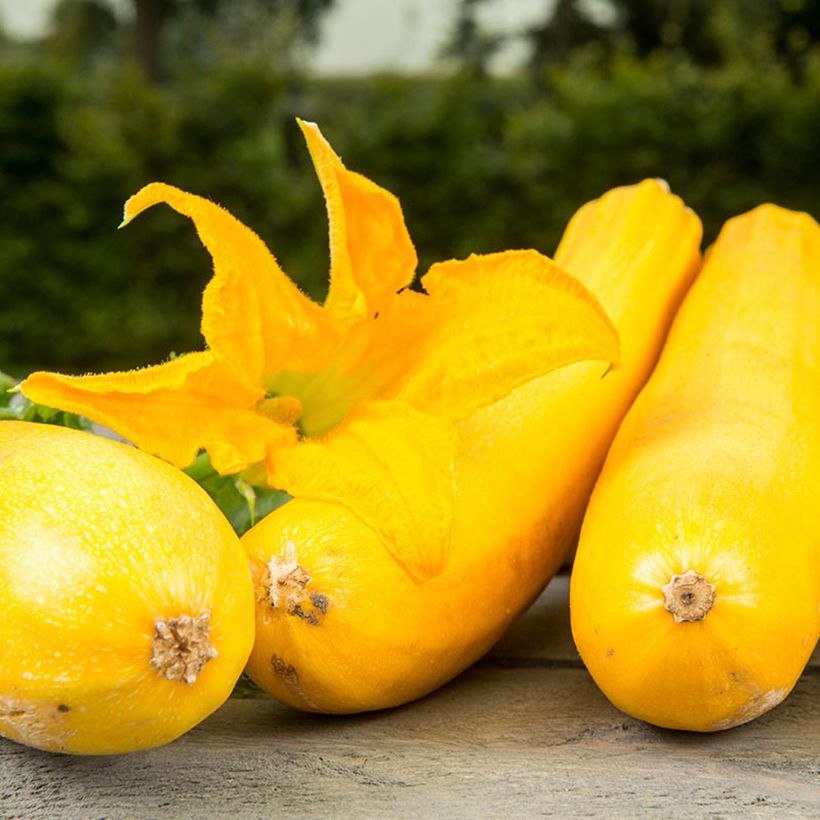 Zucchino Ola Gabriella F1 BIO (Flowering)