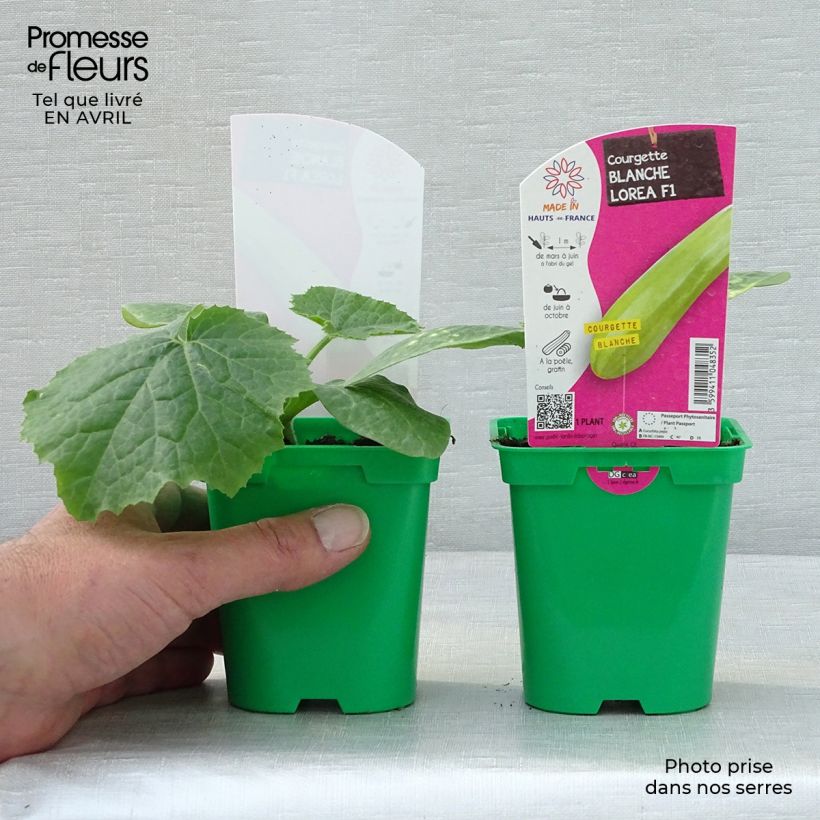 Example of Zucchino Lorea F1 Vaso da Ø 10 cm/11 cm as you get in printemps