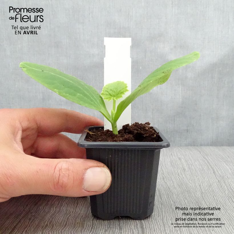 Zucchino Orelia F1 (piante) Vasetto da 7/8 cm esemplare consegnato in primavera