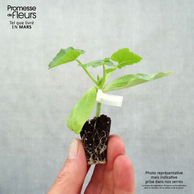 Example of Zucchino Sebring F1 mini zolla... as you get in printemps