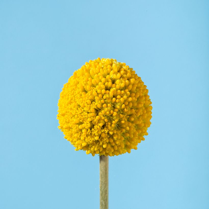 Craspedia Golf Beauty (Fioritura)