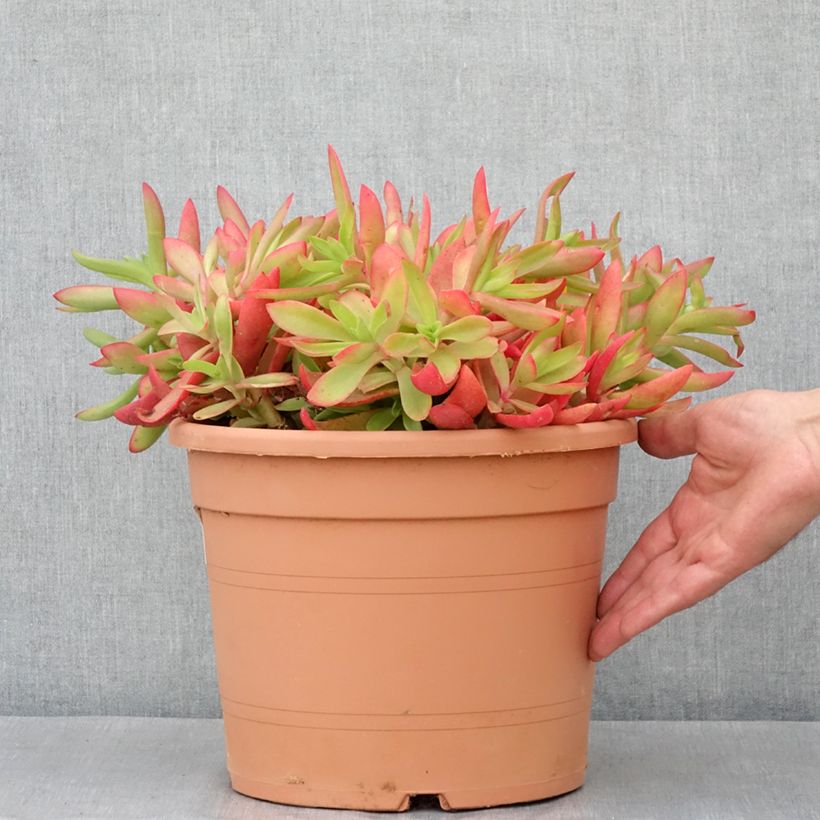 Crassula capitella Vaso da 7,5L/10L esemplare consegnato in primavera