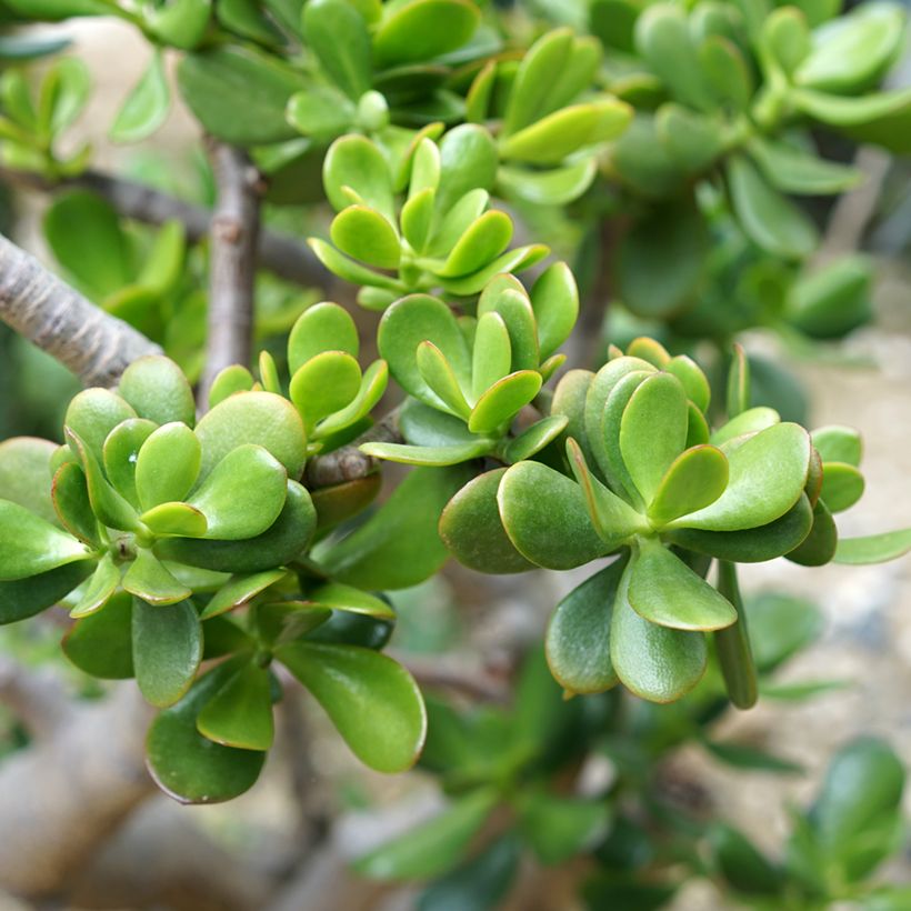 Crassula ovata - Albero di giada (Foliage)