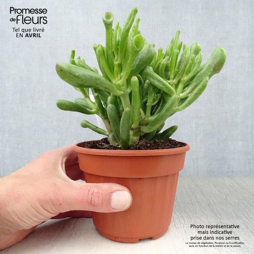Crassula ovata Hobbit Vaso da Ø 12 cm / 13 cm esemplare consegnato in primavera