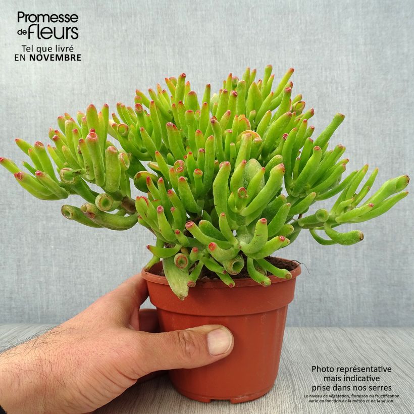 Esemplare di Crassula ovata Hobbit Vaso da Ø 12 cm / 13 cm come consegnato in autunno