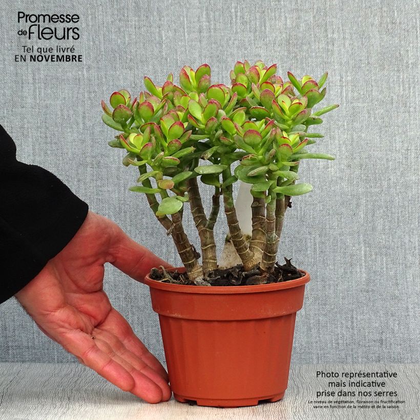 Esemplare di Crassula ovata Minor Vaso da 1L/1,5L come consegnato in autunno