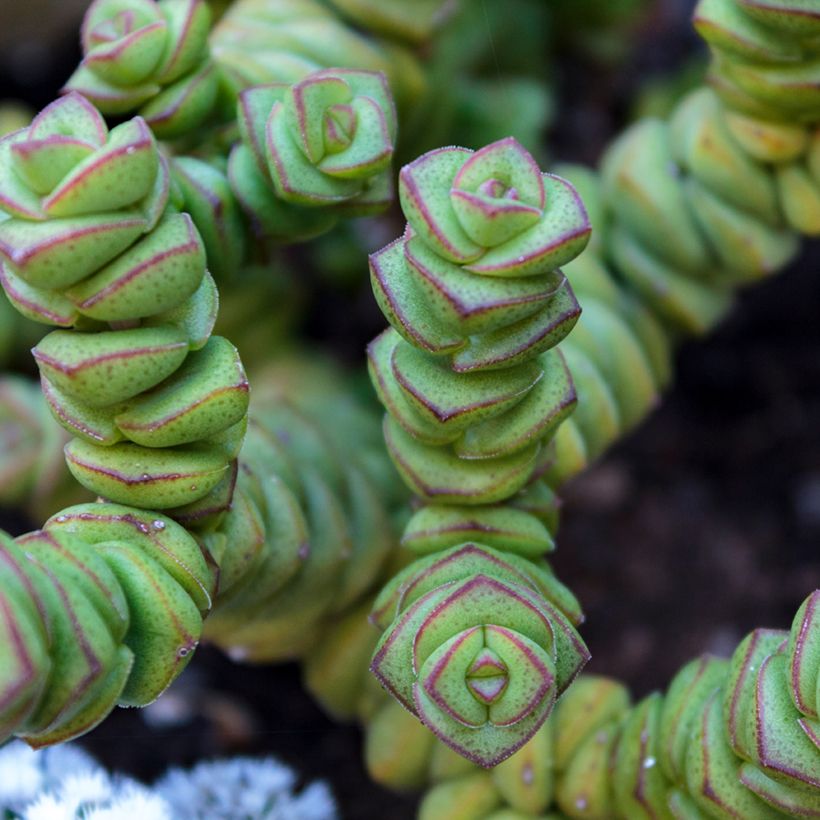 Crassula perforata (Fogliame)