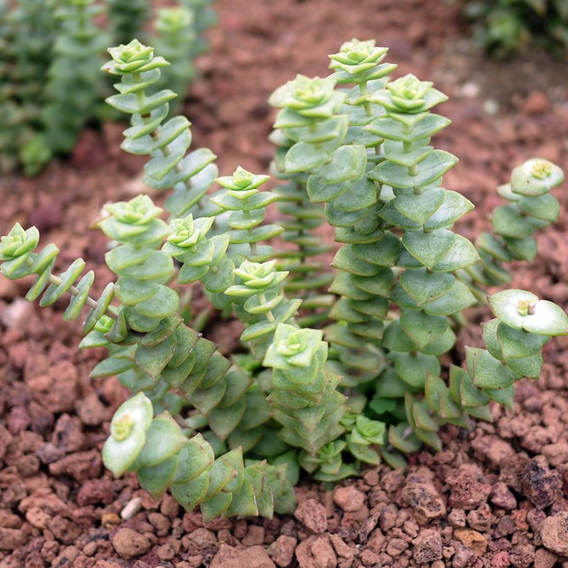 Crassula perforata (Porto)
