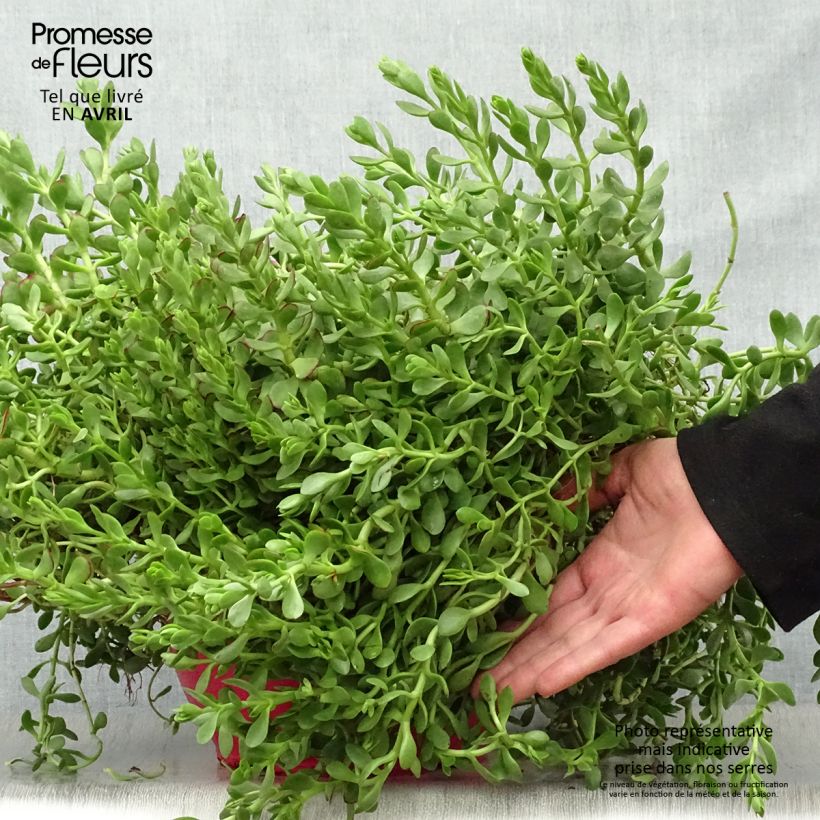 Crassula pubescens subsp. radicans Small Red Vaso da 2L/3L esemplare consegnato in primavera