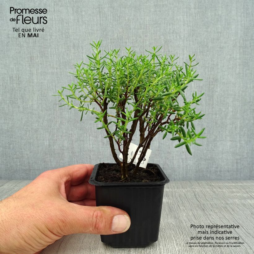 Example of Crassula sarcocaulis Vasetto da 8/9 cm as you get in printemps