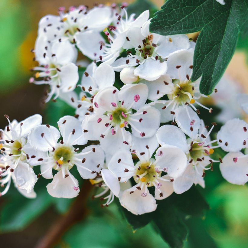 Crataegus azarolus - Azzeruolo (Flowering)