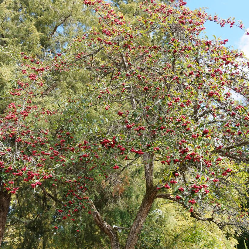 Crataegus crus-galli - Biancospino piè di gallo (Plant habit)