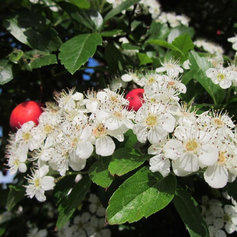 Crataegus grignonensis (Flowering)