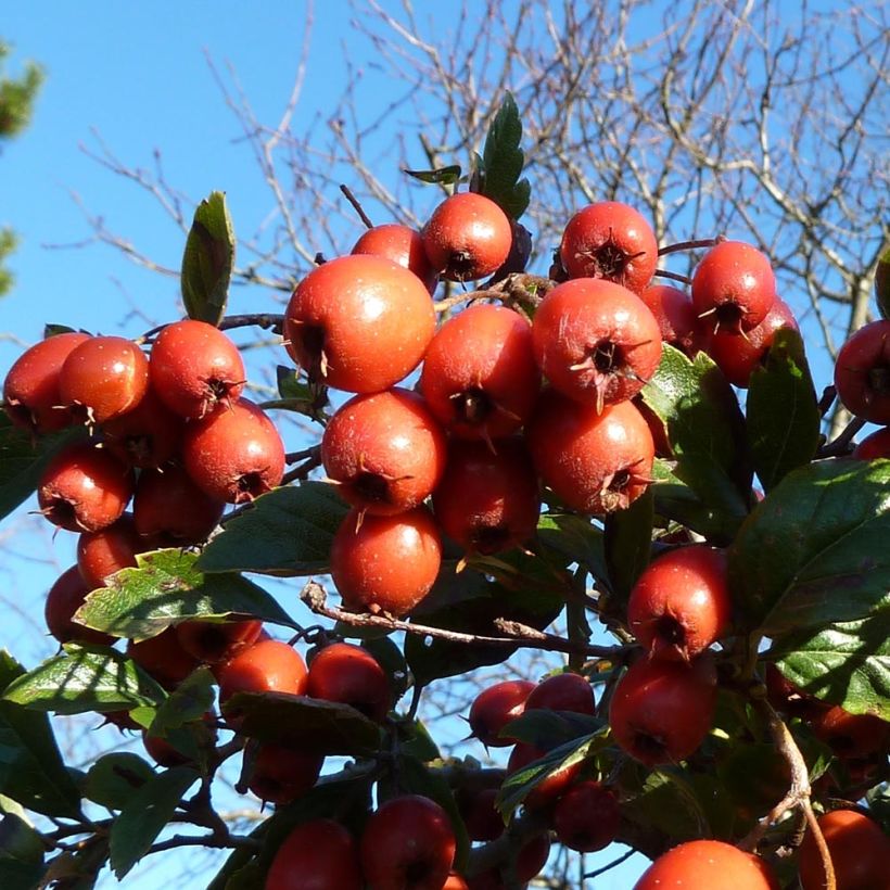 Crataegus grignonensis (Harvest)