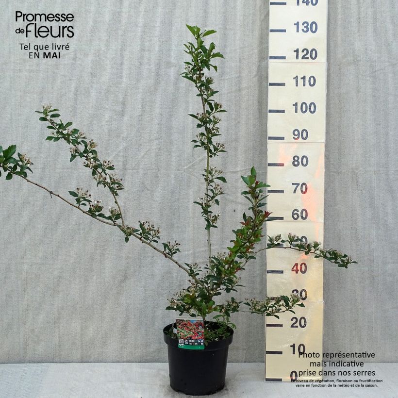 Example of Crataegus grignonensis Vaso da 7,5L/10L as you get in printemps