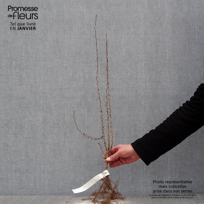 Crataegus laevigata - Biancospino selvatico Piante piccole a radice nuda esemplare consegnato in inverno