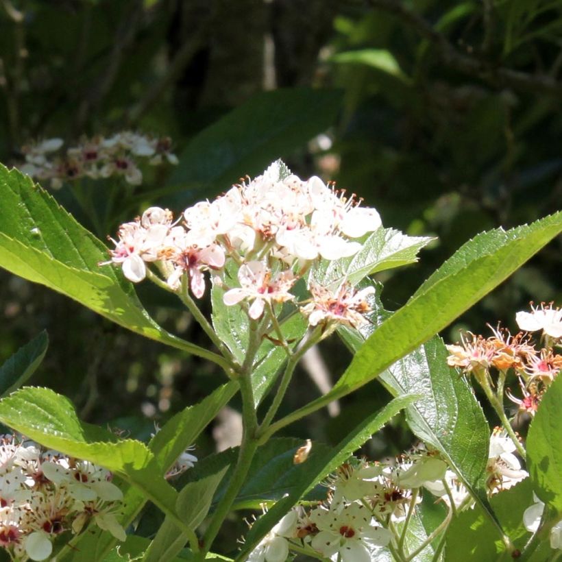 Crataegus lavallei Carrierei - Biancospino (Fioritura)