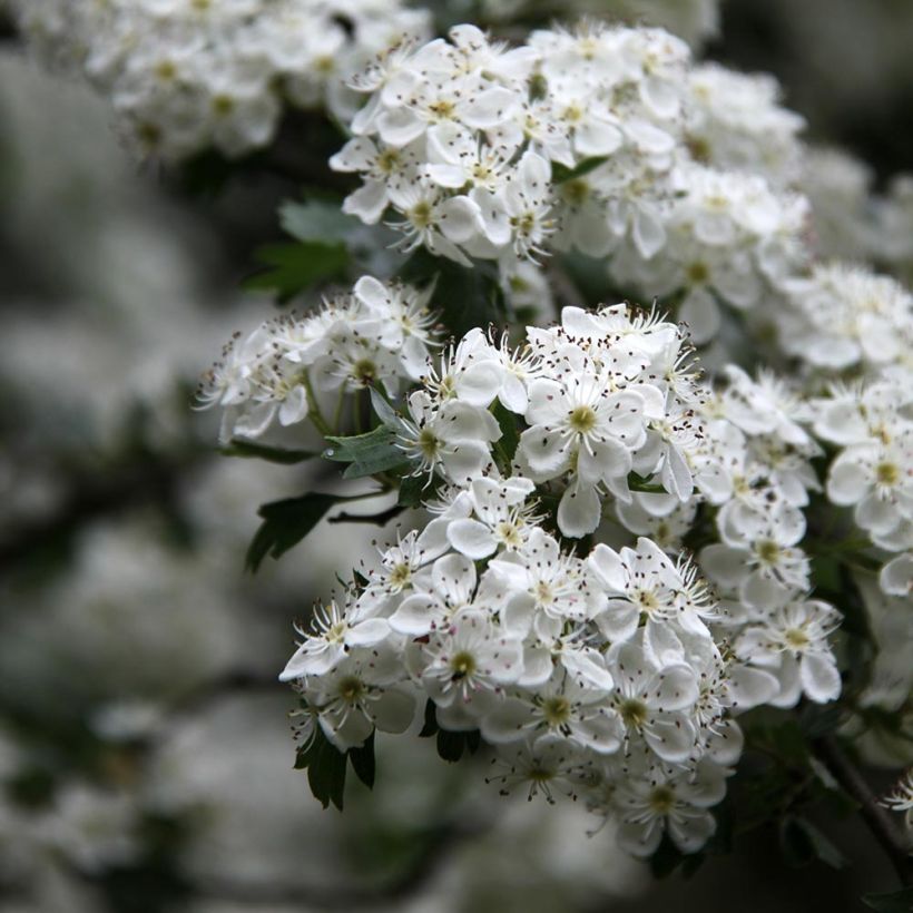 Crataegus monogyna Stricta (Flowering)