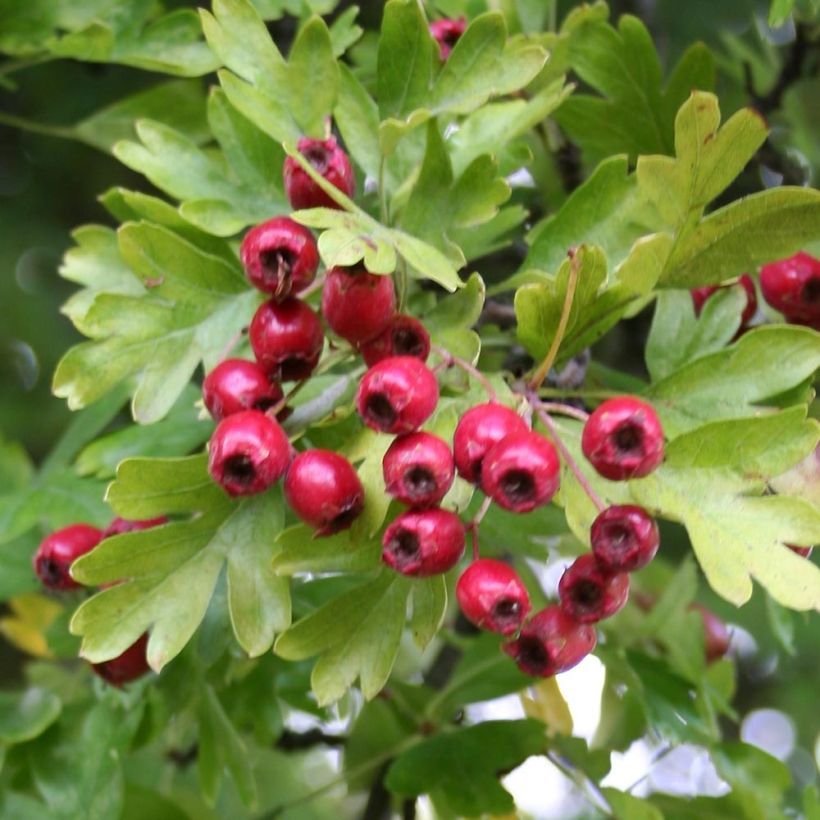 Crataegus monogyna Stricta (Harvest)