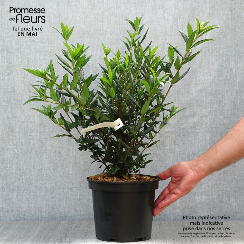 Example of Crinodendron hookerianum Vaso da 4L/5L as you get in printemps