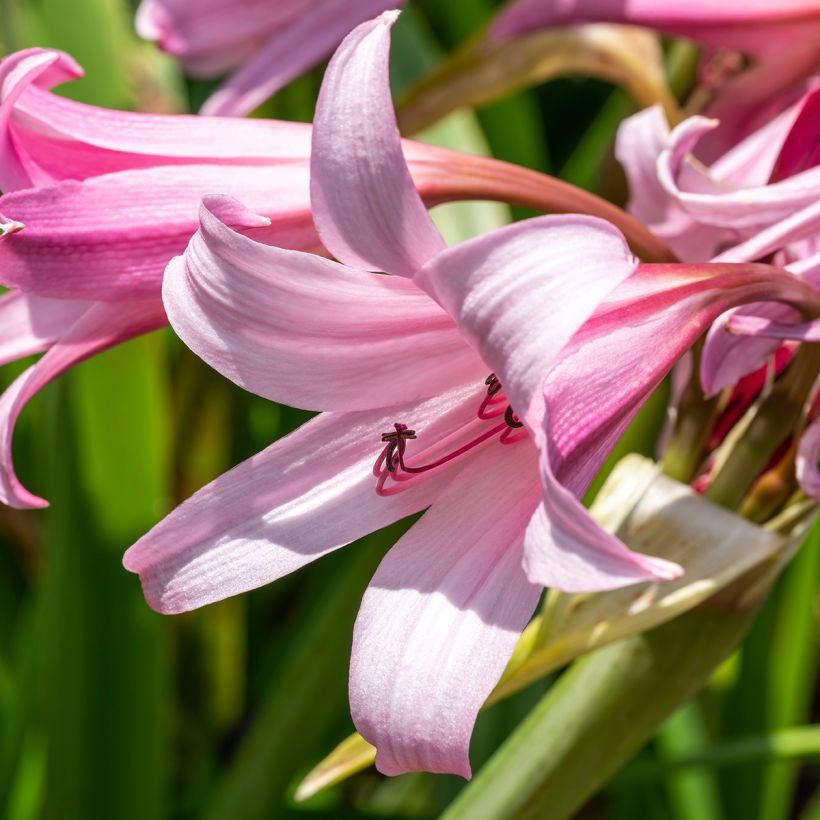 Crinum powellii Rosea (Flowering)
