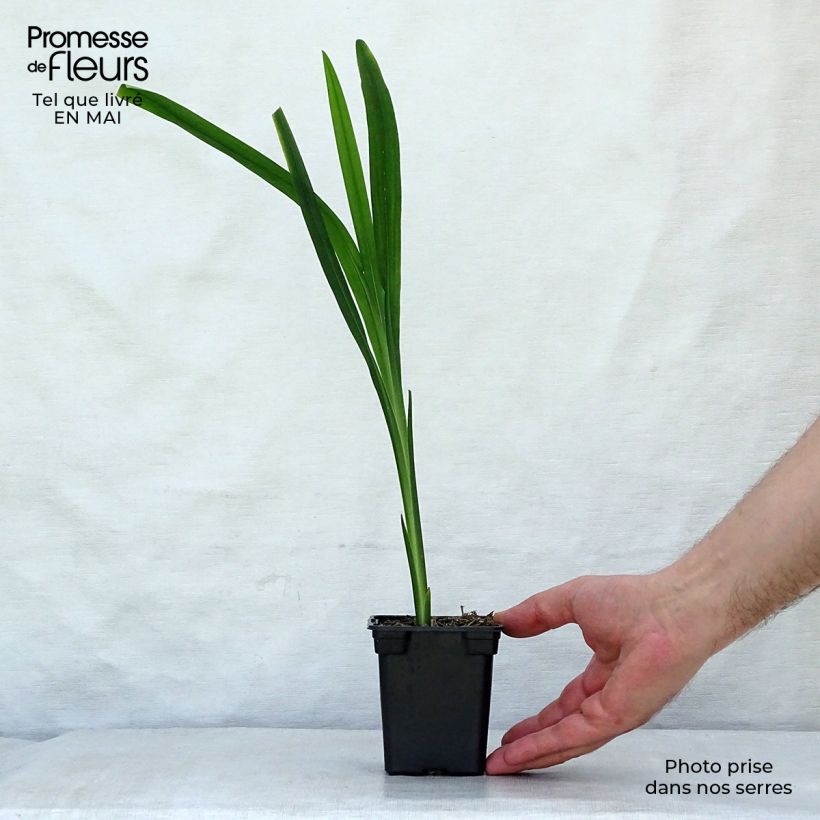 Crocosmia crocosmiiflora Carmine Brillant Vasetto da 7/8 cm esemplare consegnato in primavera