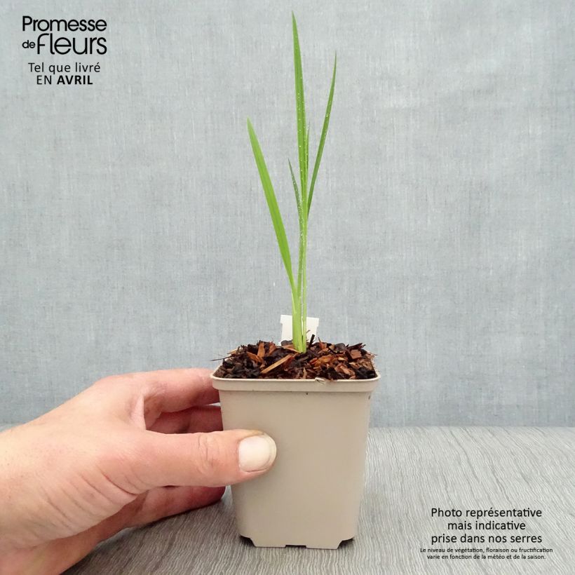 Example of Crocosmia Hellfire Vasetto da 8/9 cm as you get in printemps