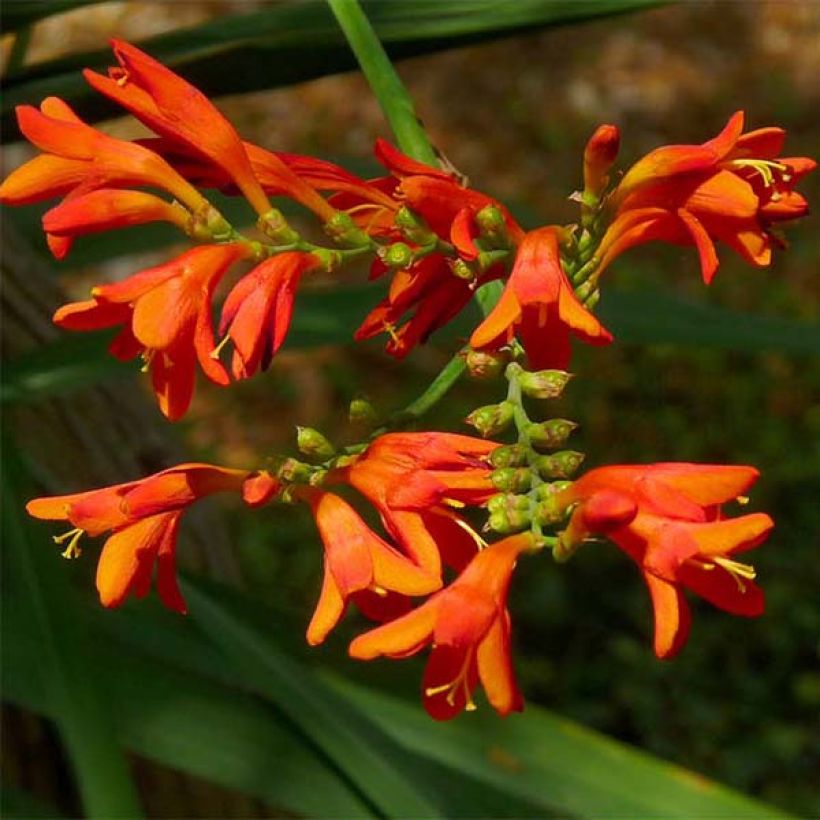 Crocosmia crocosmiiflora Météore (Flowering)
