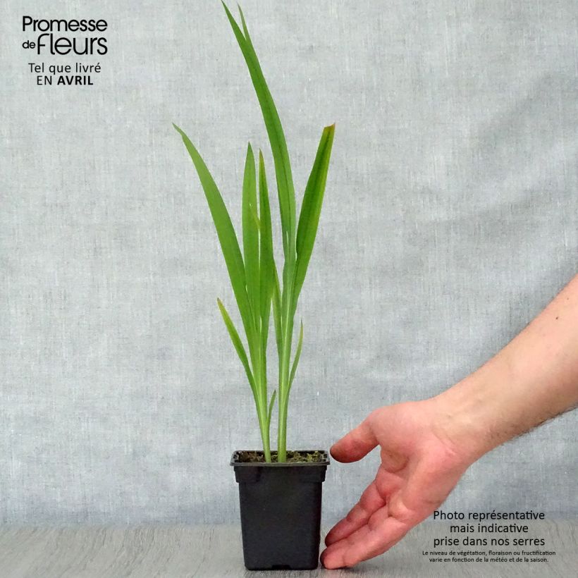 Example of Crocosmia crocosmiiflora Météore Vasetto da 7/8 cm as you get in printemps