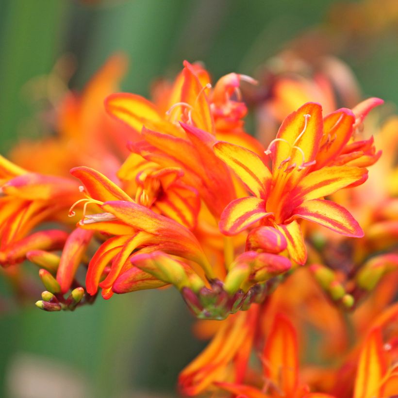 Crocosmia Firestarter - Montbretia (Fioritura)