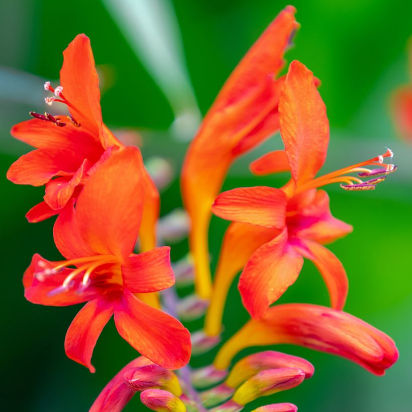 Crocosmia masoniorum Lucifer (Fioritura)
