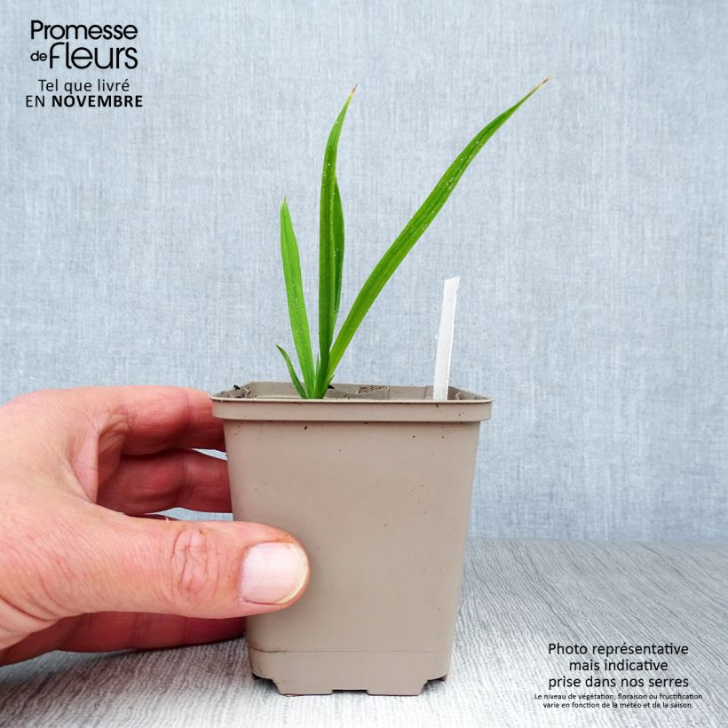 Esemplare di Crocosmia Paul’s Best Yellow Vasetto da 8/9 cm come consegnato in autunno