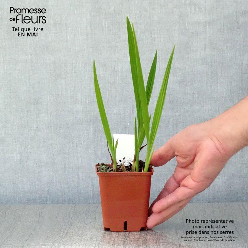 Crocosmia Paul’s Best Yellow Vasetto da 8/9 cm esemplare consegnato in primavera