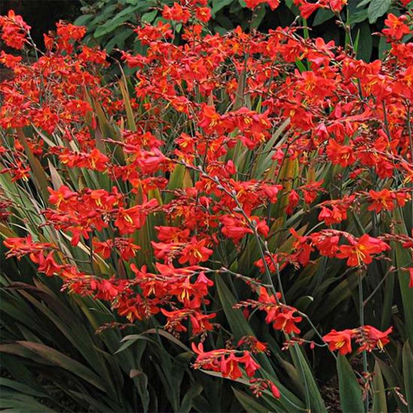 Crocosmia Saracen (Fioritura)