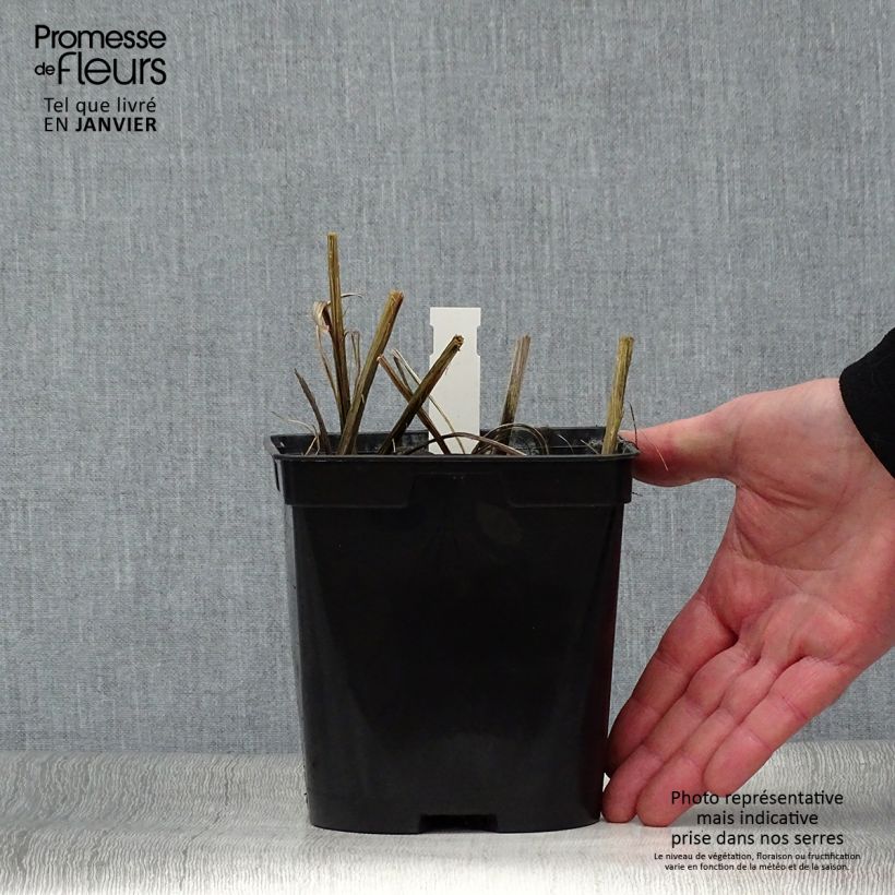 Crocosmia crocosmiiflora Star of the East Vaso da 2L/3L esemplare consegnato in inverno