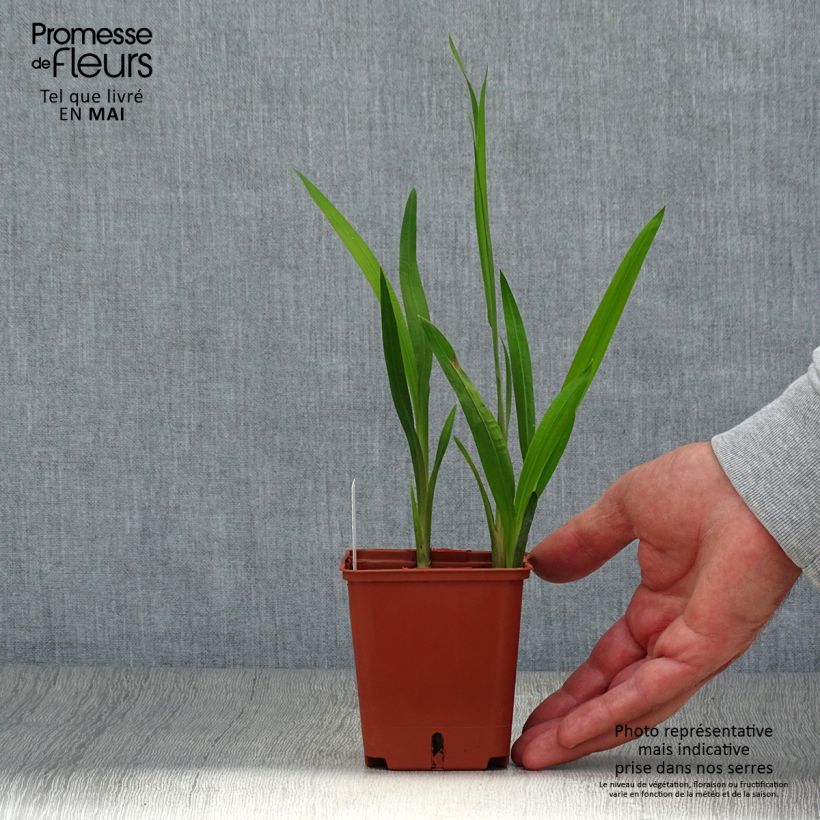 Crocosmia crocosmiiflora Star of the East Vasetto da 8/9 cm esemplare consegnato in primavera